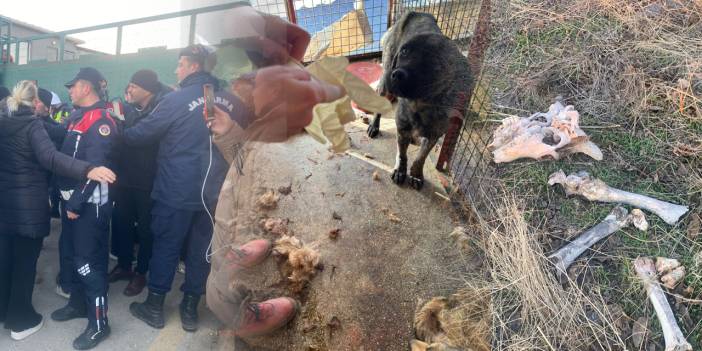 Barınakta korkunç iddia: Mamak’taki köpekler açlıktan birbirini yedi