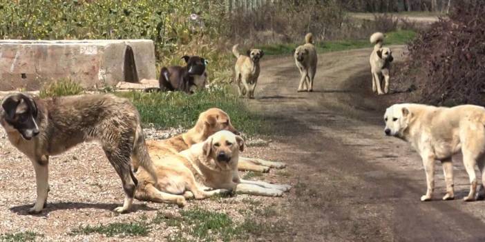 Köy muhtarı köpekleri zehirleyerek öldürdü