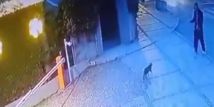 İstanbul'da kedi tekmeledi "şizofrenim" dedi cezası ev hapsi oldu