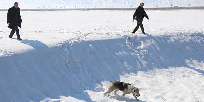 12 yaşındaki Eslem hayatını kaybetmişti: Belediye ve bakanlık ekipleri başıboş köpekleri barınağa götürüyor