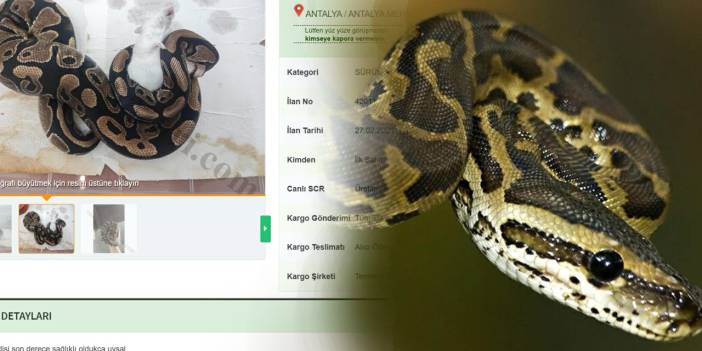 Kargo ile gönderim yapılıyor: İnternette yasa dışı piton satışı