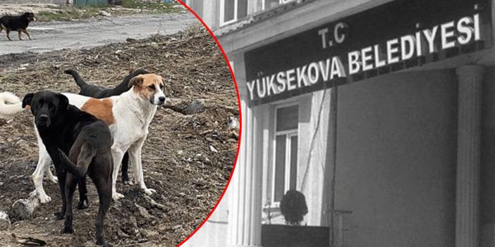 Yüksekova Belediyesi'ne sokak köpeği soruşturması: Yerlikaya detayları paylaştı