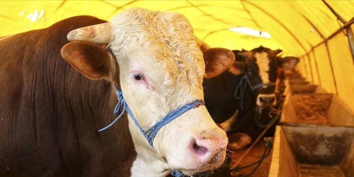 Kurban Bayramı yaklaştı! Fiyatlar uçtu: Peki alırken nelere dikkat etmeli?