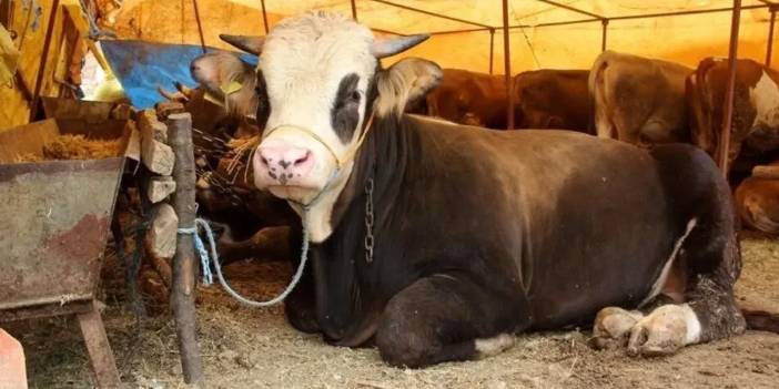 Kredi kartıyla kurban kesmek dinen uygun mu?