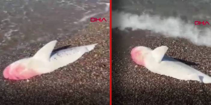 Ölü köpek balığı kıyıya vurdu