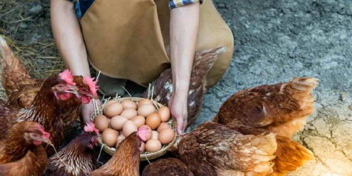Çiftçilerin yüzünü güldürecek haber geldi: Başvuran desteği havada kapacak