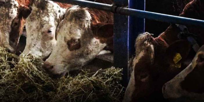 Bakan Yumaklı müjdeyi verdi: Hayvan başına 18 bin lira destek