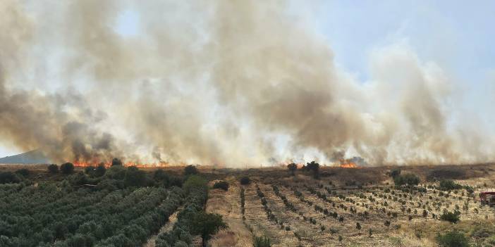 Foça'da ot yangını: 4 hektarlık alan zarar gördü