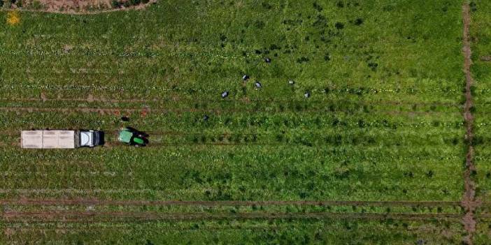 Tarlada kilosu 13 TL'den 5 TL'ye düştü: Çok faydası var, hasadı devam ediyor