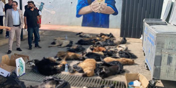 Gebze'de köpek katliamı: Çöp poşeti içinde ölü ve baygın bulundular