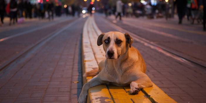 Sahipsiz köpek düzenlemesine uymayan belediyelere ceza verilecek!