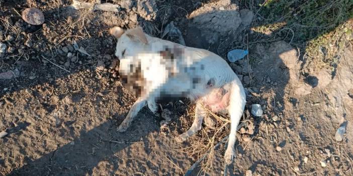 Antalya’da vahşet: Anne ve 2 yavru köpek tüfekle vuruldu