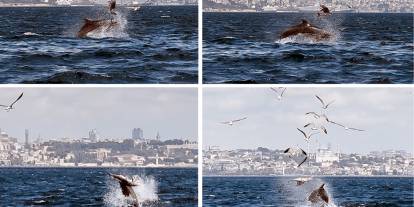 Marmara Denizi'nde yavrusunu öldüren yunus bilimsel konu oldu