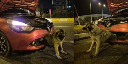 Otomobilin çarptığı köpek tampona sıkıştı