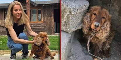 Kayıp köpek Çilek 3 ay sonra ağaca bağlı halde bulundu