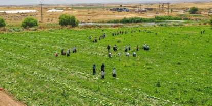 Sezonun ilk hasadı yapıldı: Kilosu 7 liradan satıldı