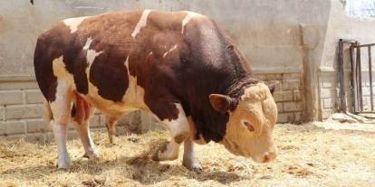 Şampiyon boğa 'Poyraz'a 540 bin TL: Alıcısını buldu