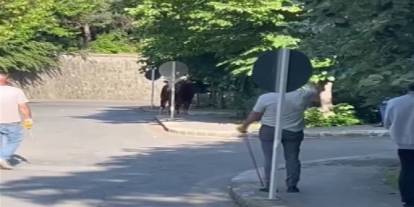 Kurban pazarından kaçan boğa böyle yakalandı