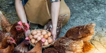 Çiftçilerin yüzünü güldürecek haber geldi: Başvuran desteği havada kapacak