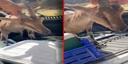 Bitkin halde buldukları dağ keçisine yardım edip doğaya saldılar