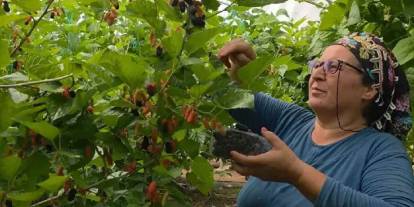 Mersin'de hasadı başladı: Kilosu 90 TL'den kapış kapış satılıyor