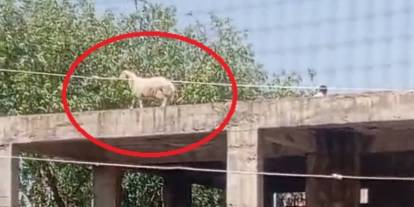 Kurbanlık koç 3 katlı binanın çatısına çıktı! Sahibi satmaktan vazgeçti