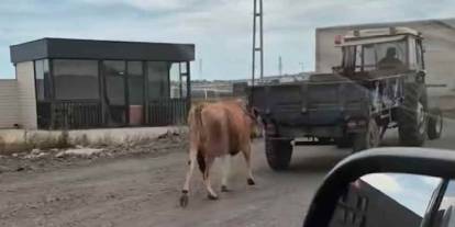 İneği traktörün arkasına bağlayarak sürükledi
