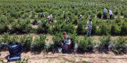 'Mavi yemiş' olarak biliniyor: Sayılamayacak kadar faydası var