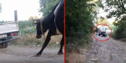Böyle vicdansızlık görülmedi: İneği kamyonetin arkasına bağlayıp sürükledi