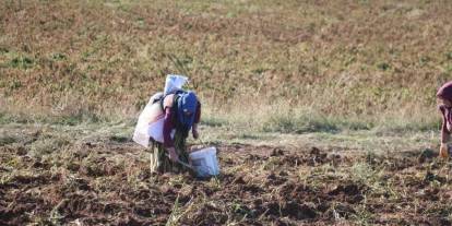 Niğde'de hasadı başladı: Kilosu 12 TL'den kapış kapış satılıyor