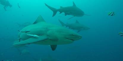 Köpekbalıkları da insanlar gibi: Arkadaşları ve düşmanları varmış