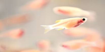 Balıkların “üçüncü göz” sırrı çözüldü: Işıkla yön buluyorlar