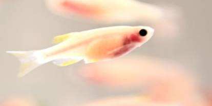 Balıkların “üçüncü göz” sırrı çözüldü: Işıkla yön buluyorlar