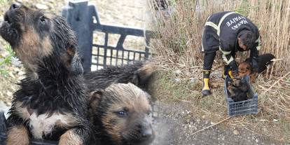 Su tahliye borusuna sıkışan yavru köpekler kurtarıldı