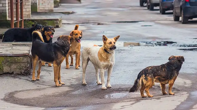 sokak-kopeklerine-egitim-nasil-verilir.webp