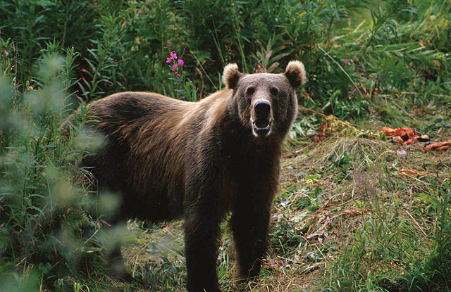 640px-kodiak-brown-bear.jpg