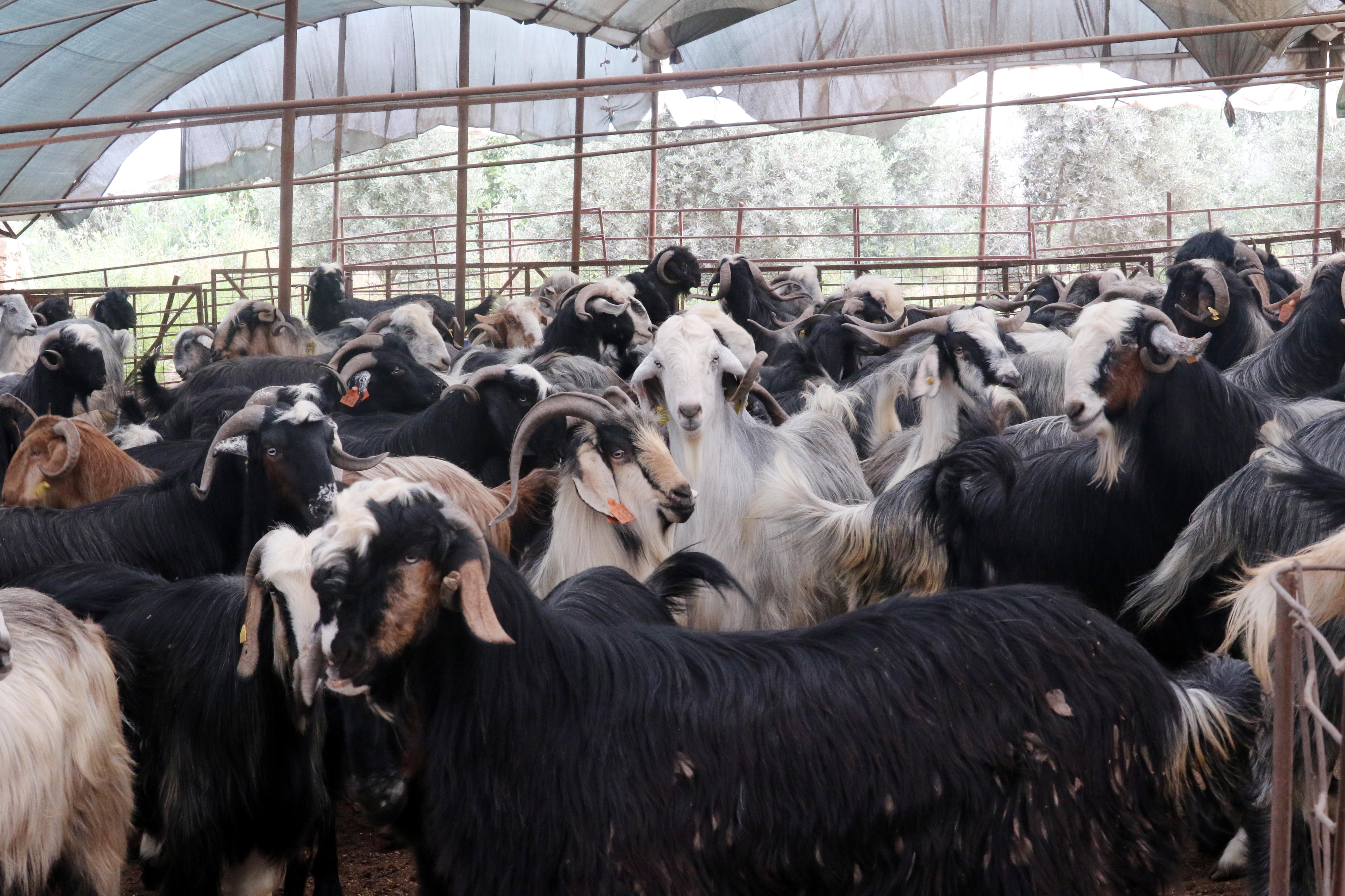 antalyada-kurban-pazarlarinda-hareketl-715122-211573.jpg