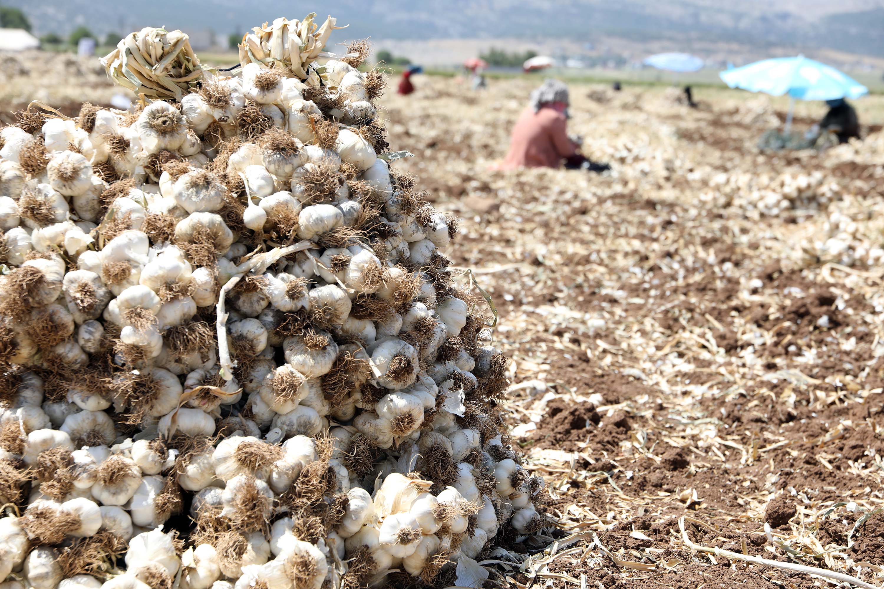 gaziantepte-10-bin-tarim-iscisiyle-sari-731443-216099.jpg