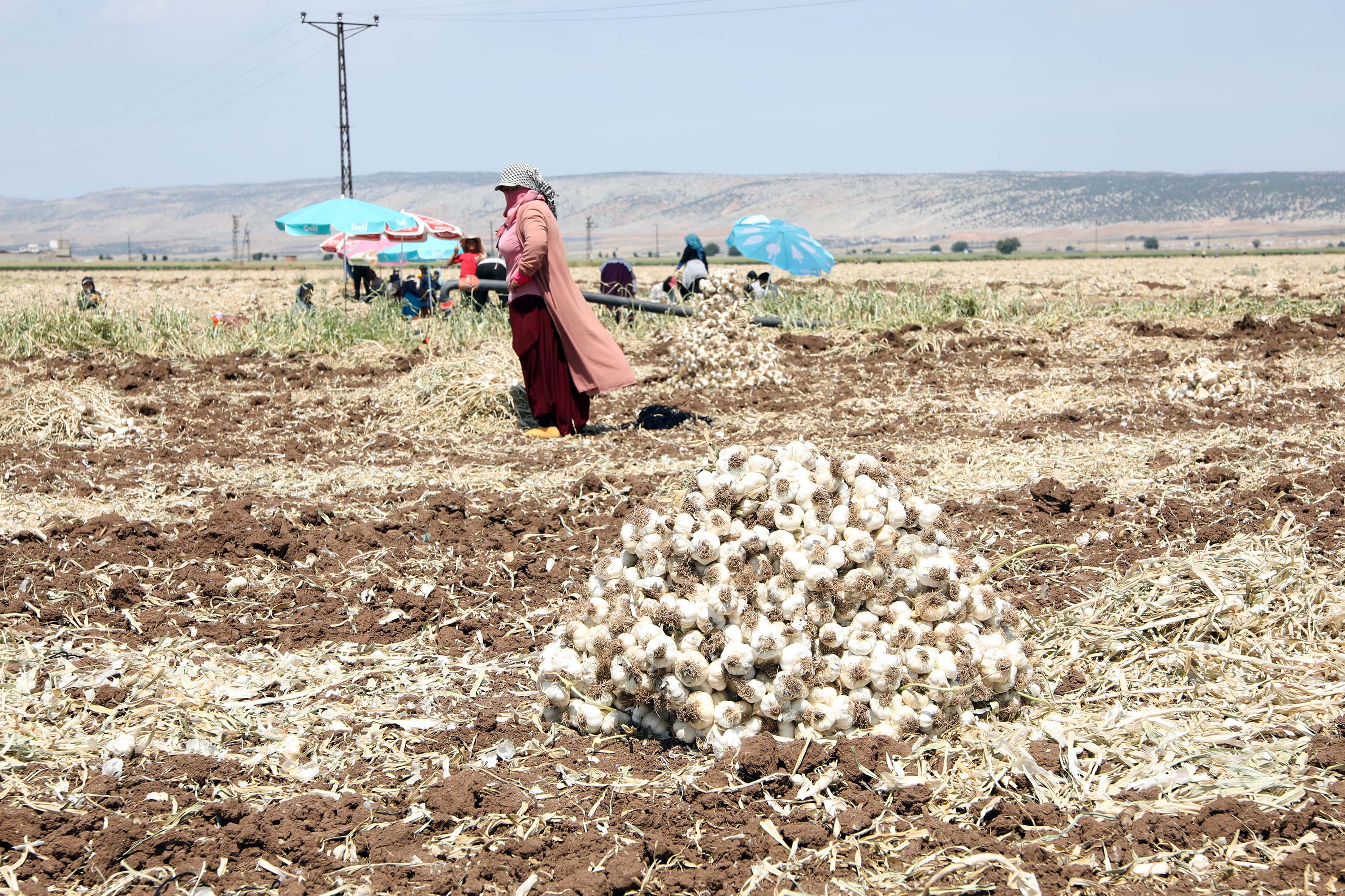 gaziantepte-10-bin-tarim-iscisiyle-sari-731452-216099.jpg