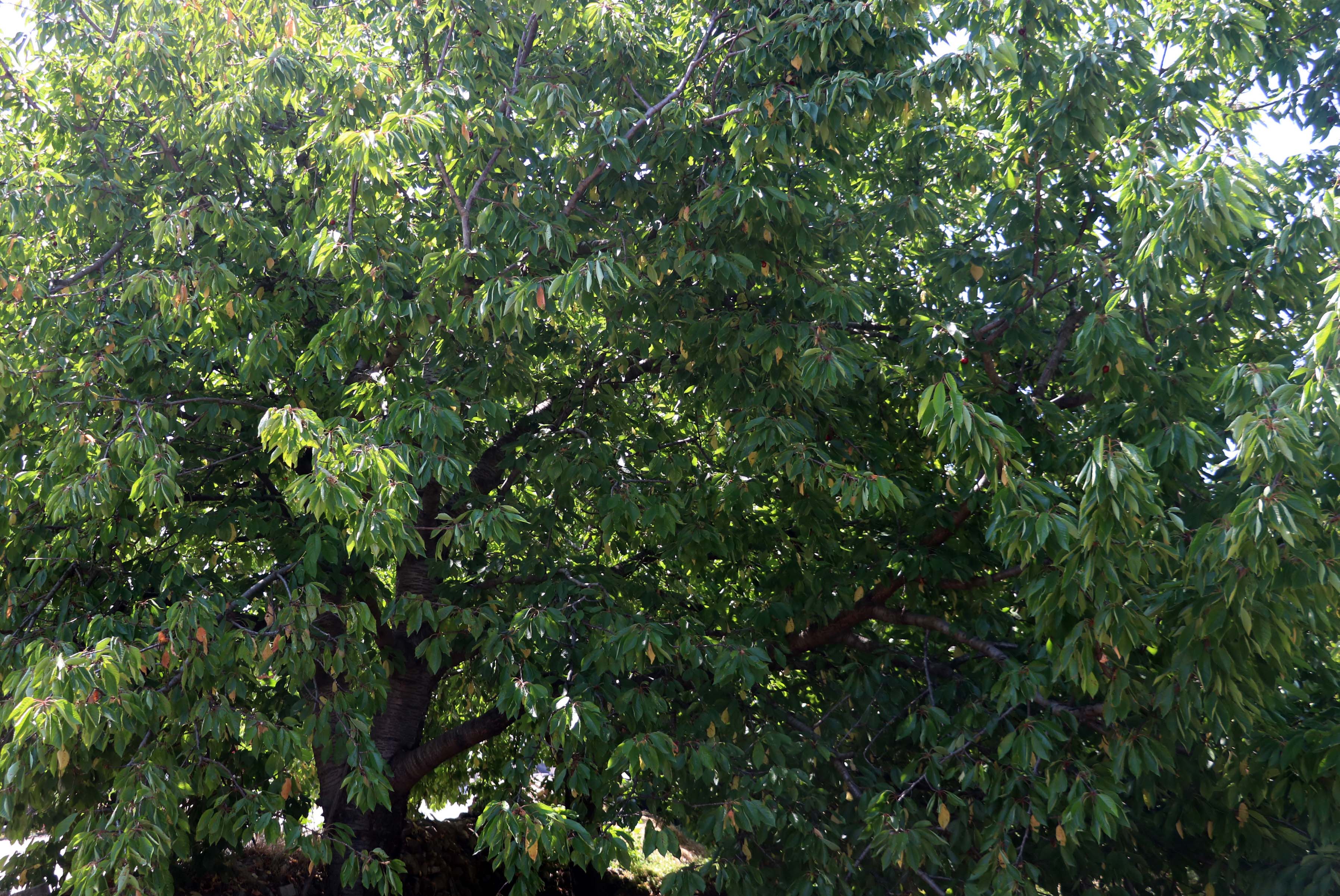 kirazdaki-rekolte-kaybi-visnede-de-bekle-779411-230395.jpg