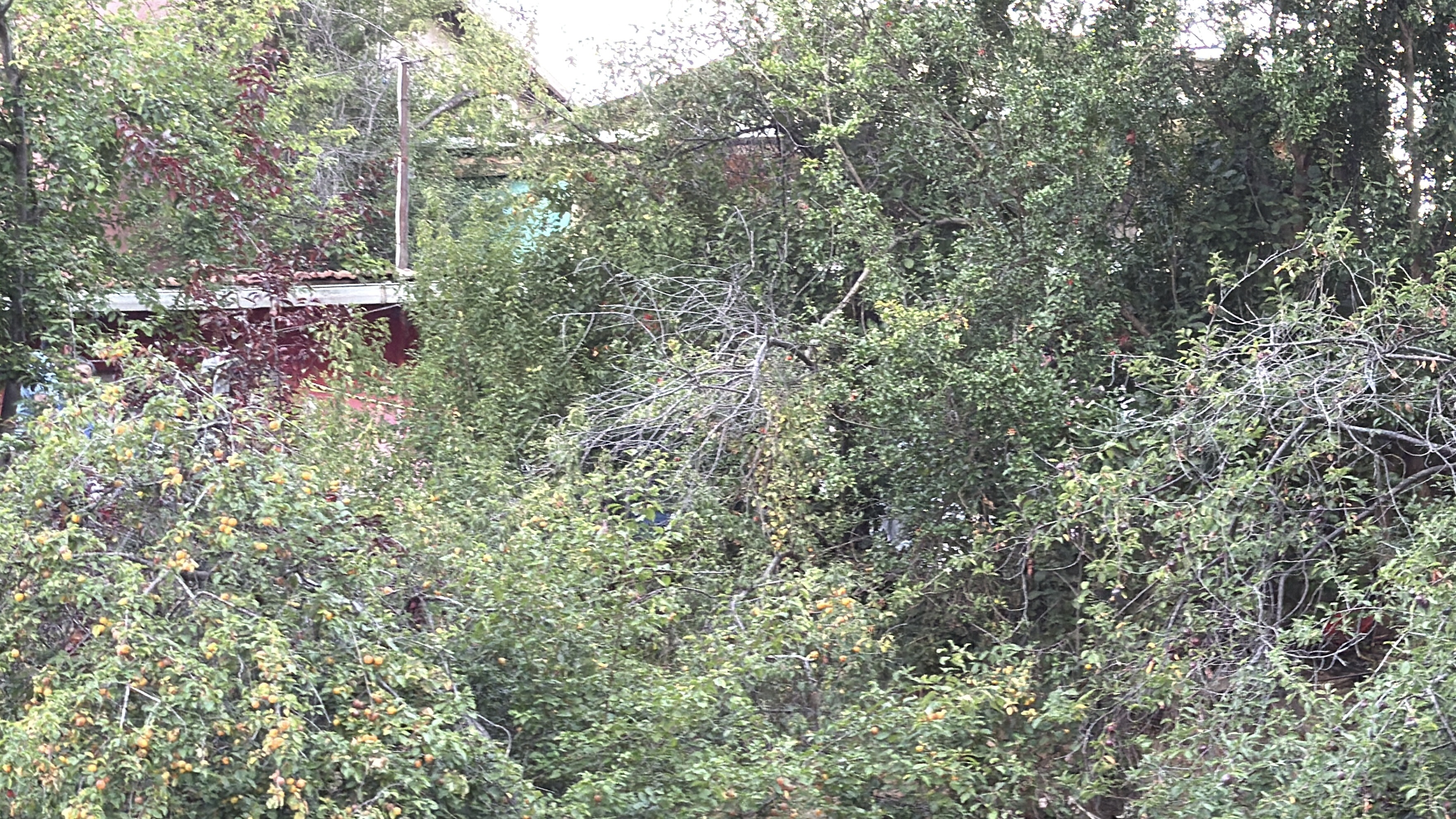 istanbul-sariyerde-sevgililer-baslari-786039-232561.jpg