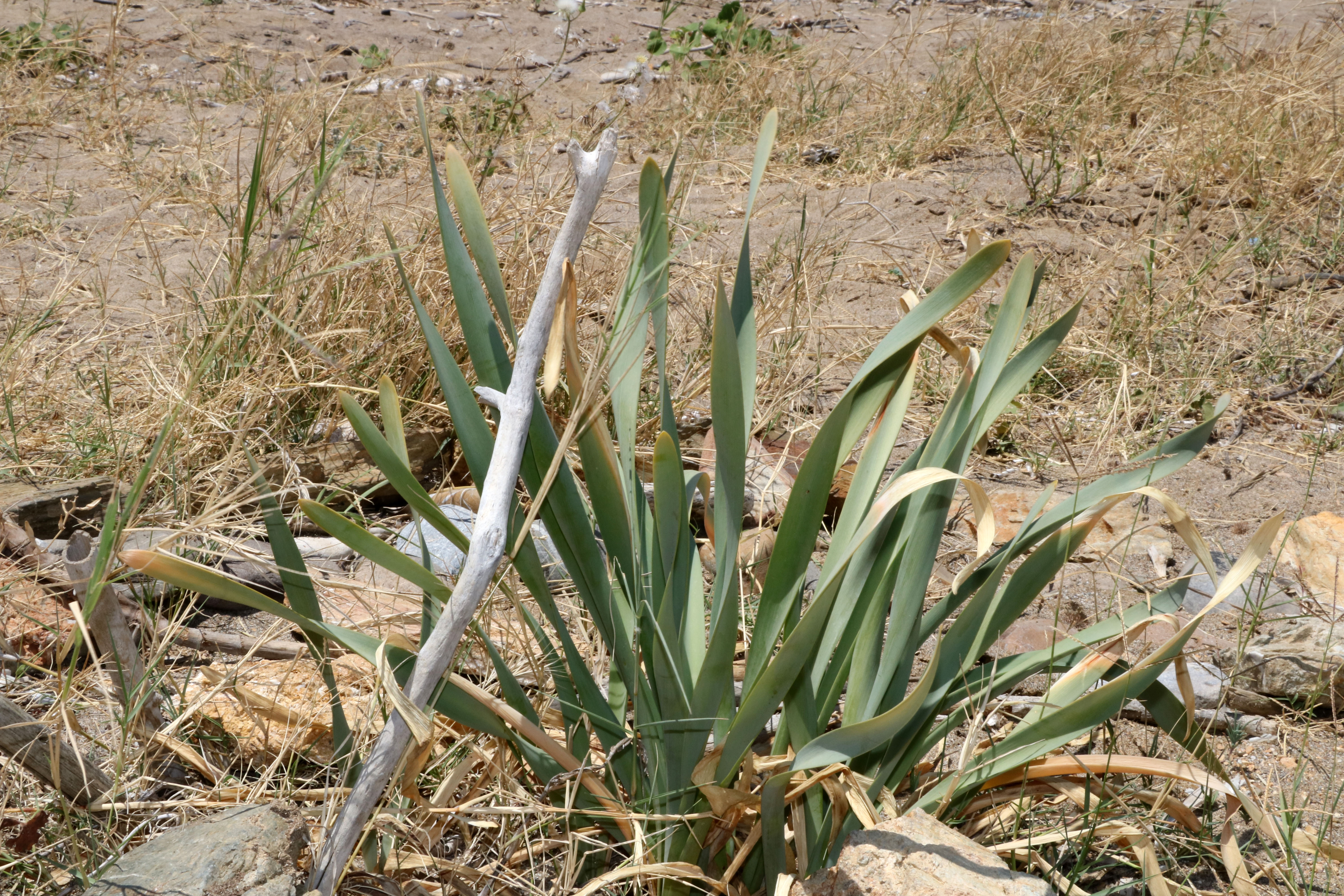 kum-zambaklari-cikmaya-basladi-koparman-793029-234593.jpg