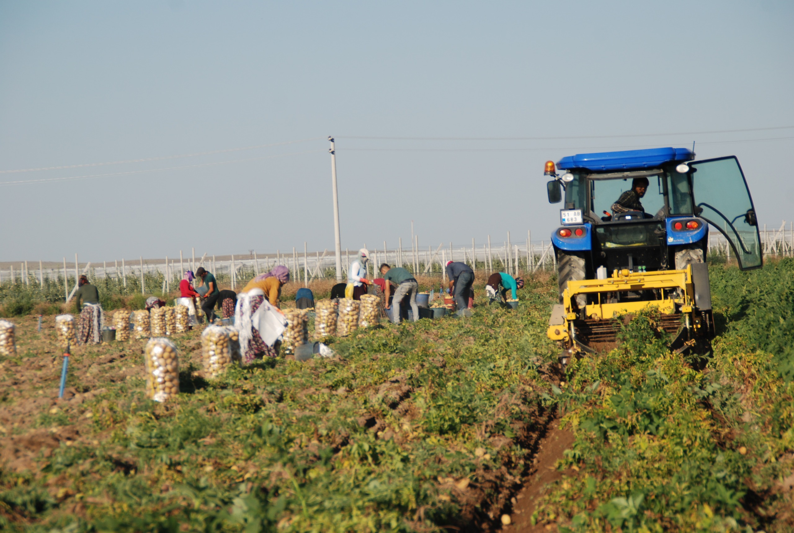 nigdede-yazlik-patates-hasadi-basladi-798574-236087.jpg