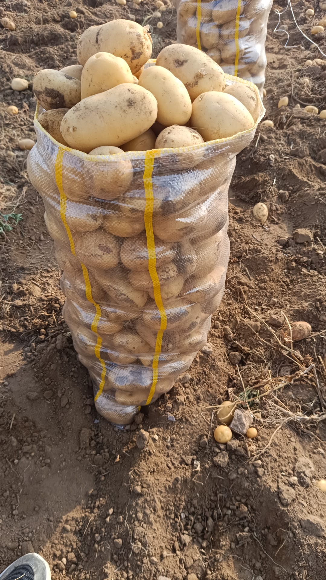 nigdede-yazlik-patates-hasadi-basladi-798576-236087.jpg