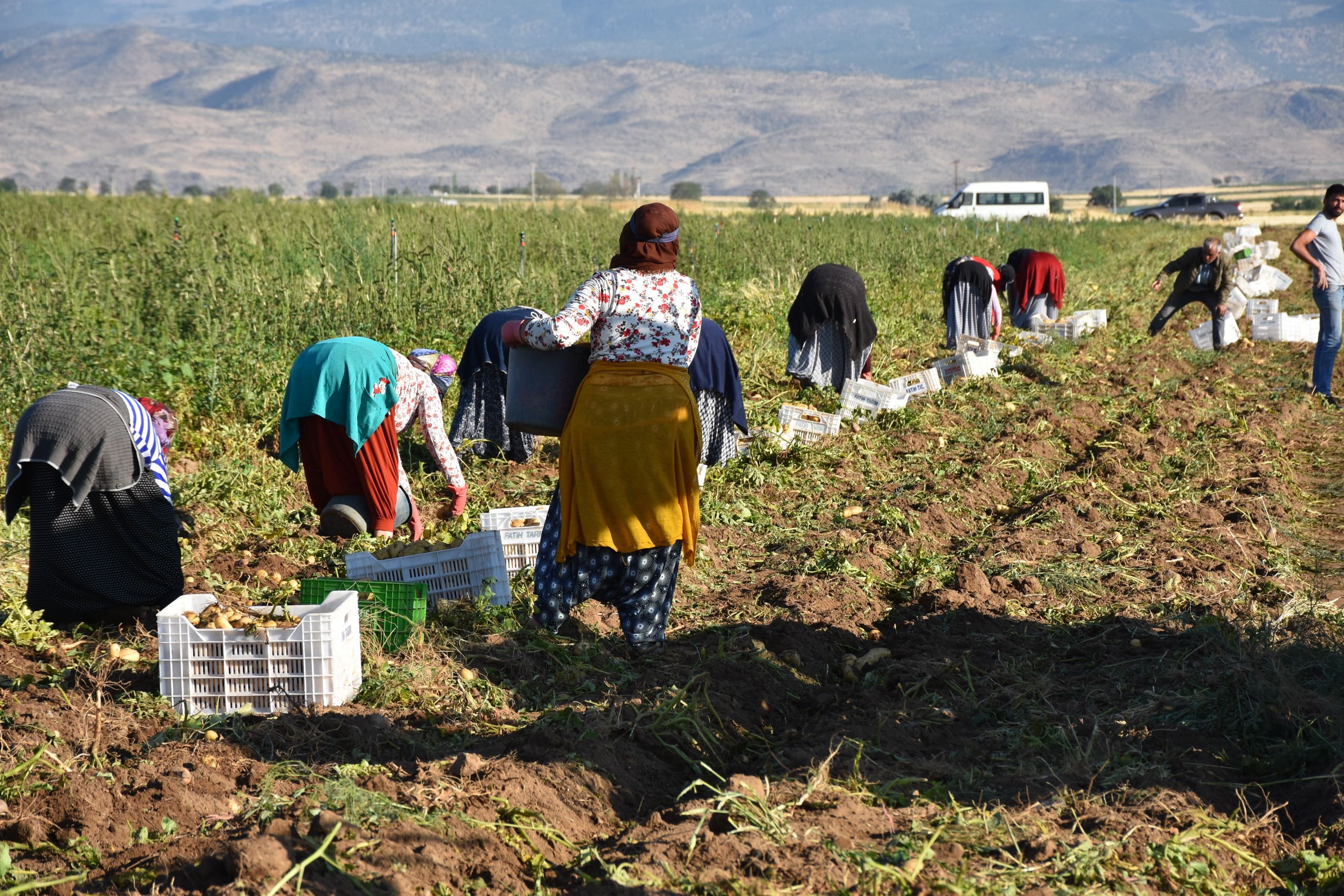 nigdede-yazlik-patates-hasadi-basladi-798578-236087.jpg