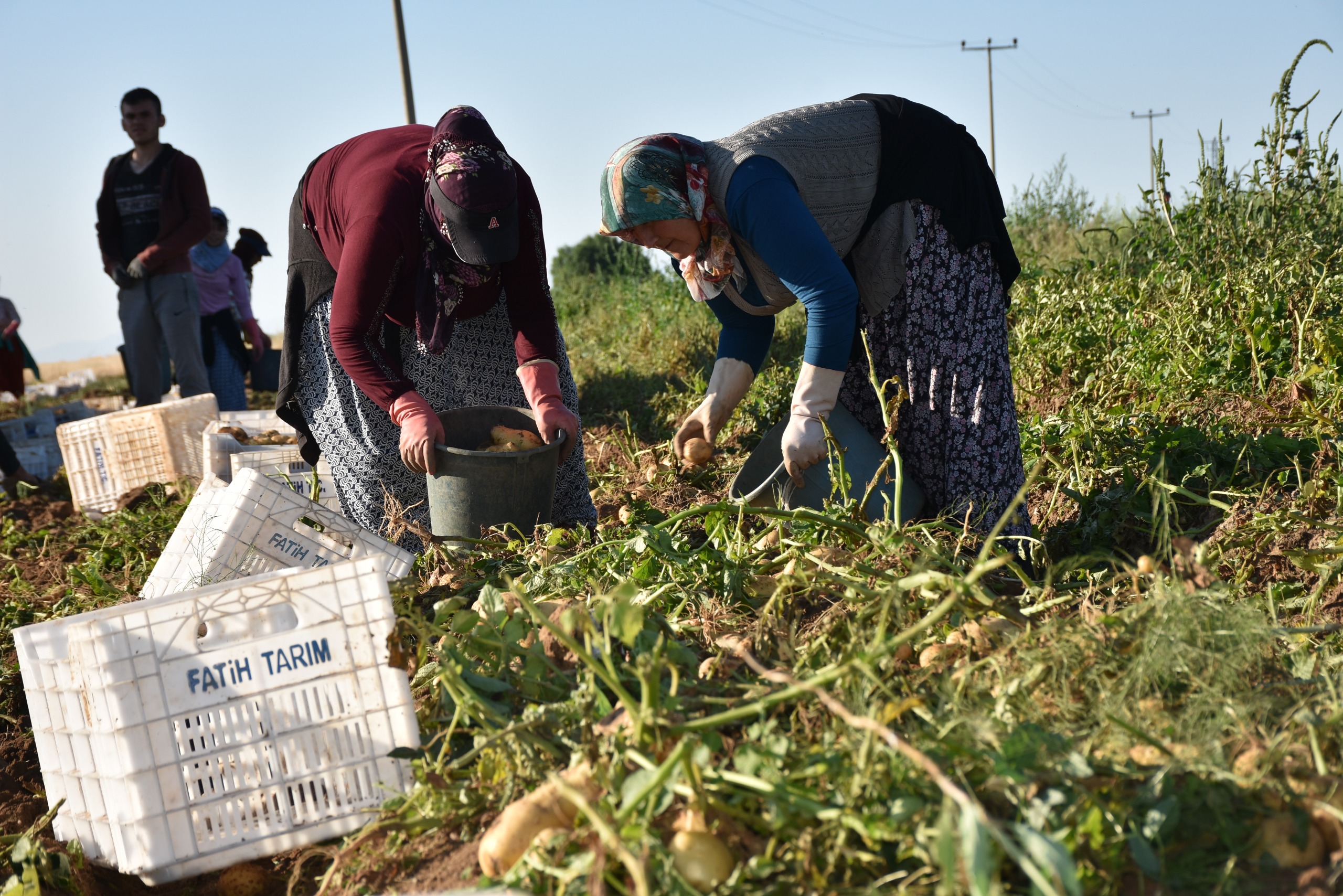 nigdede-yazlik-patates-hasadi-basladi-798579-236087.jpg