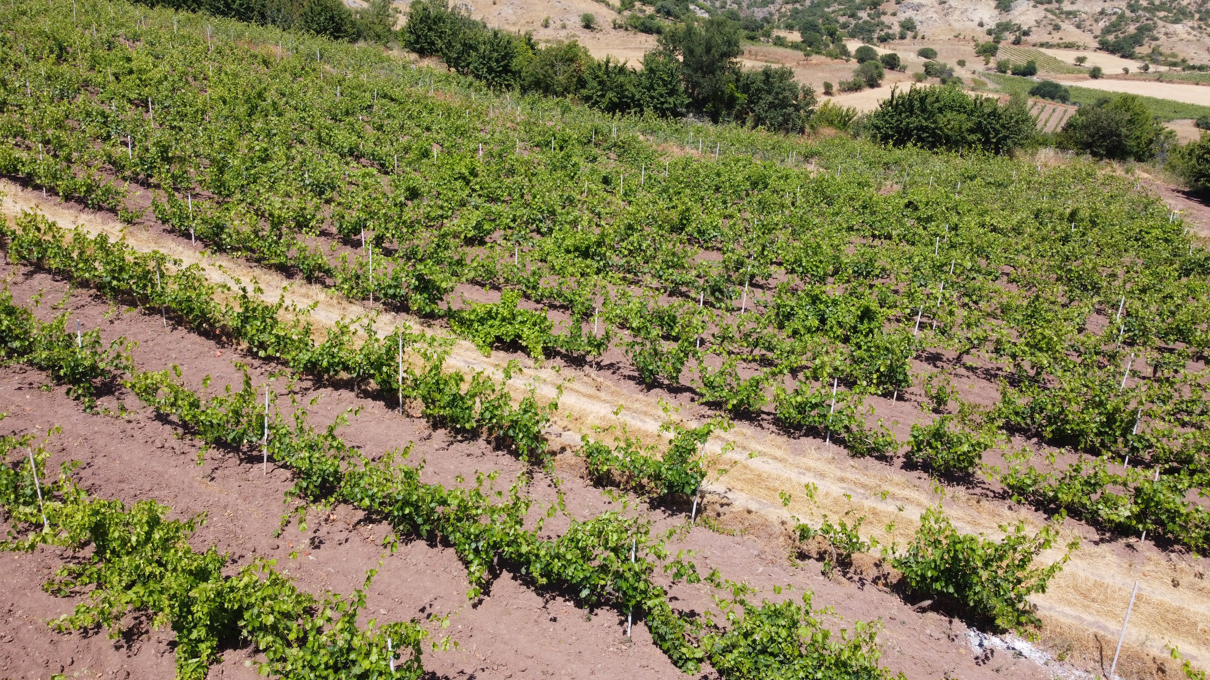 tokattaki-baglardan-1-ton-yaprak-calind-802266-237470.jpg