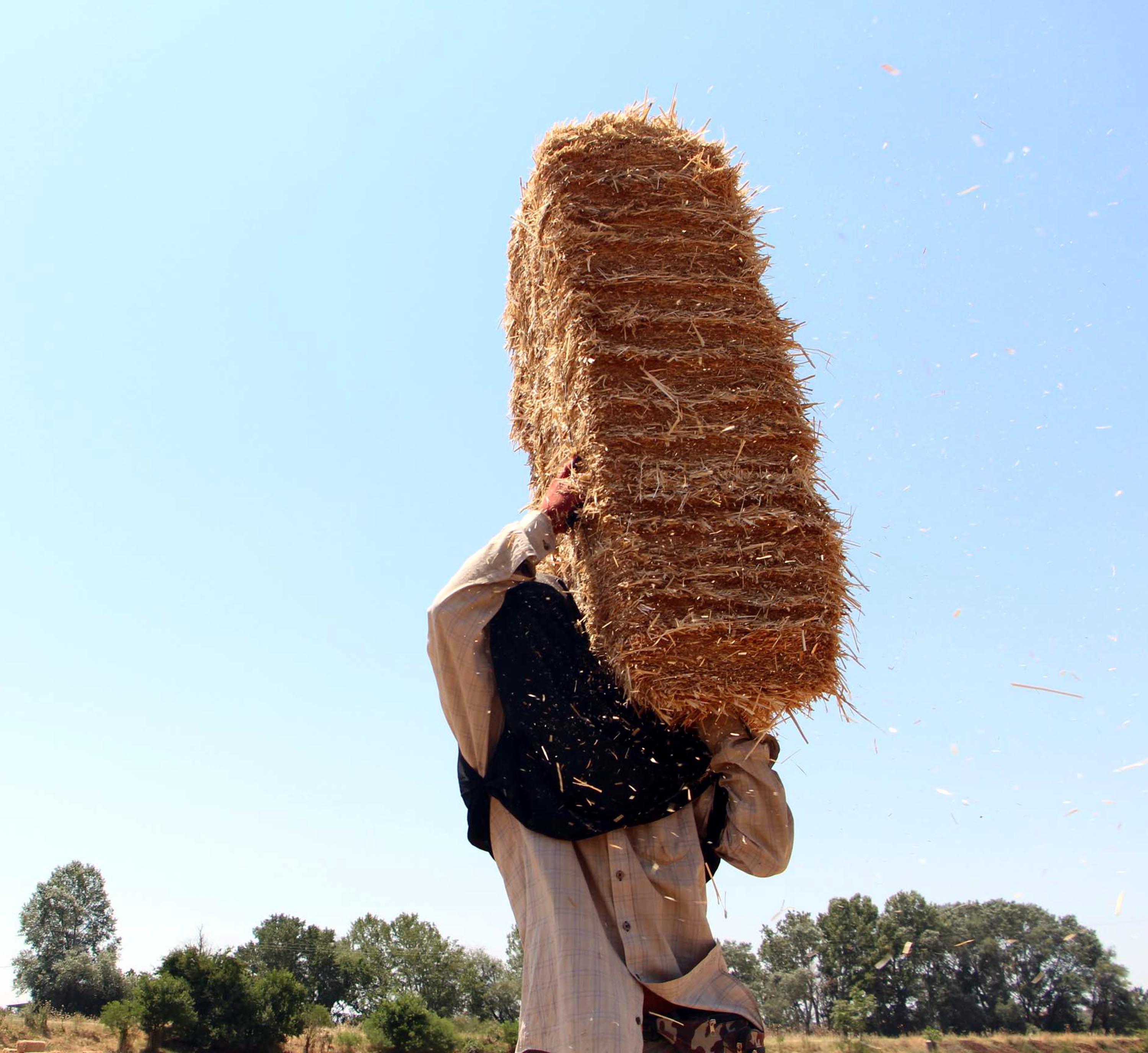 edirnede-hasadin-tamamlandigi-tarlalard-805682-238538.jpg