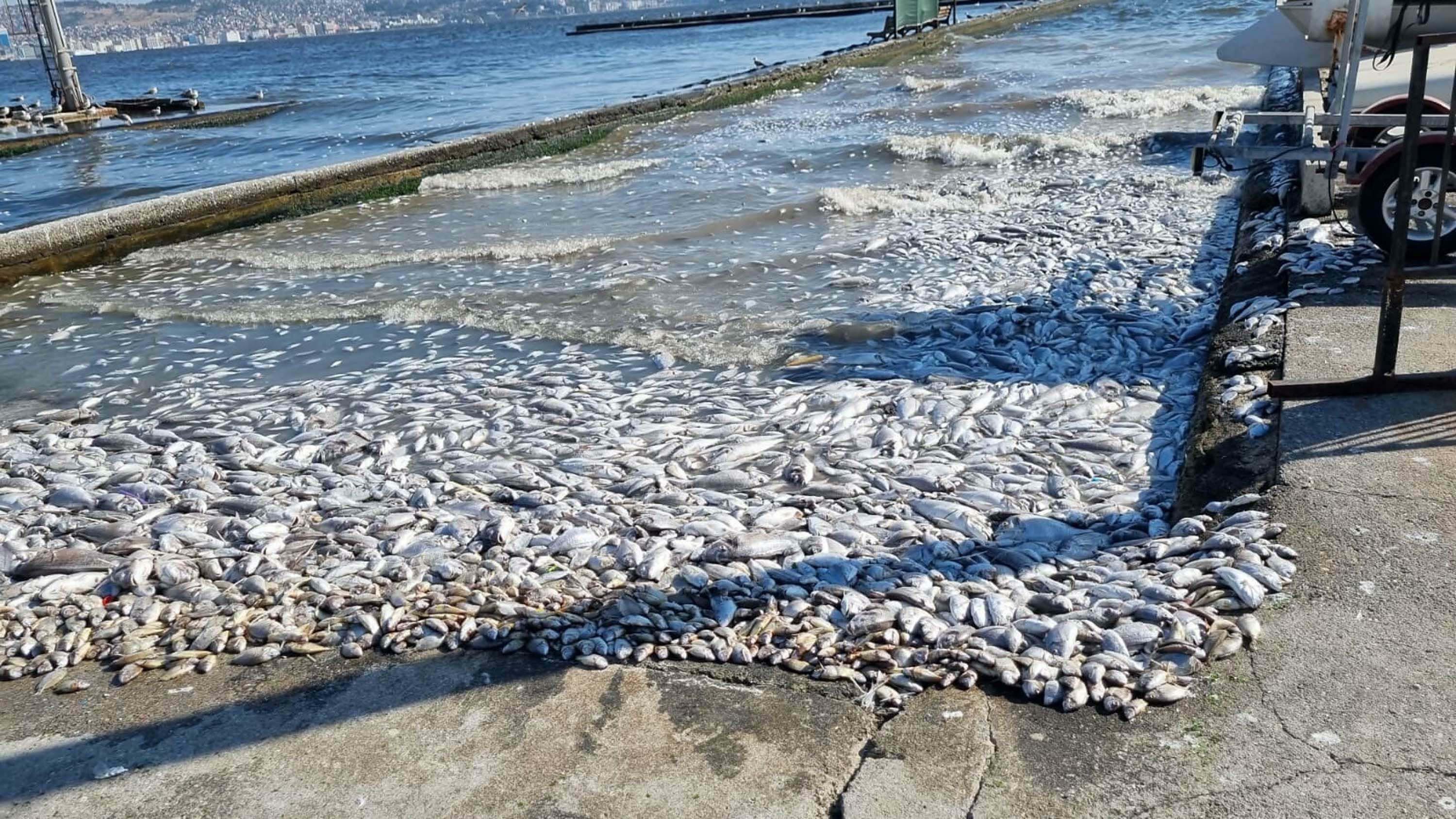 izmir-korfezinde-yeniden-balik-olumler-807848-239229.jpg
