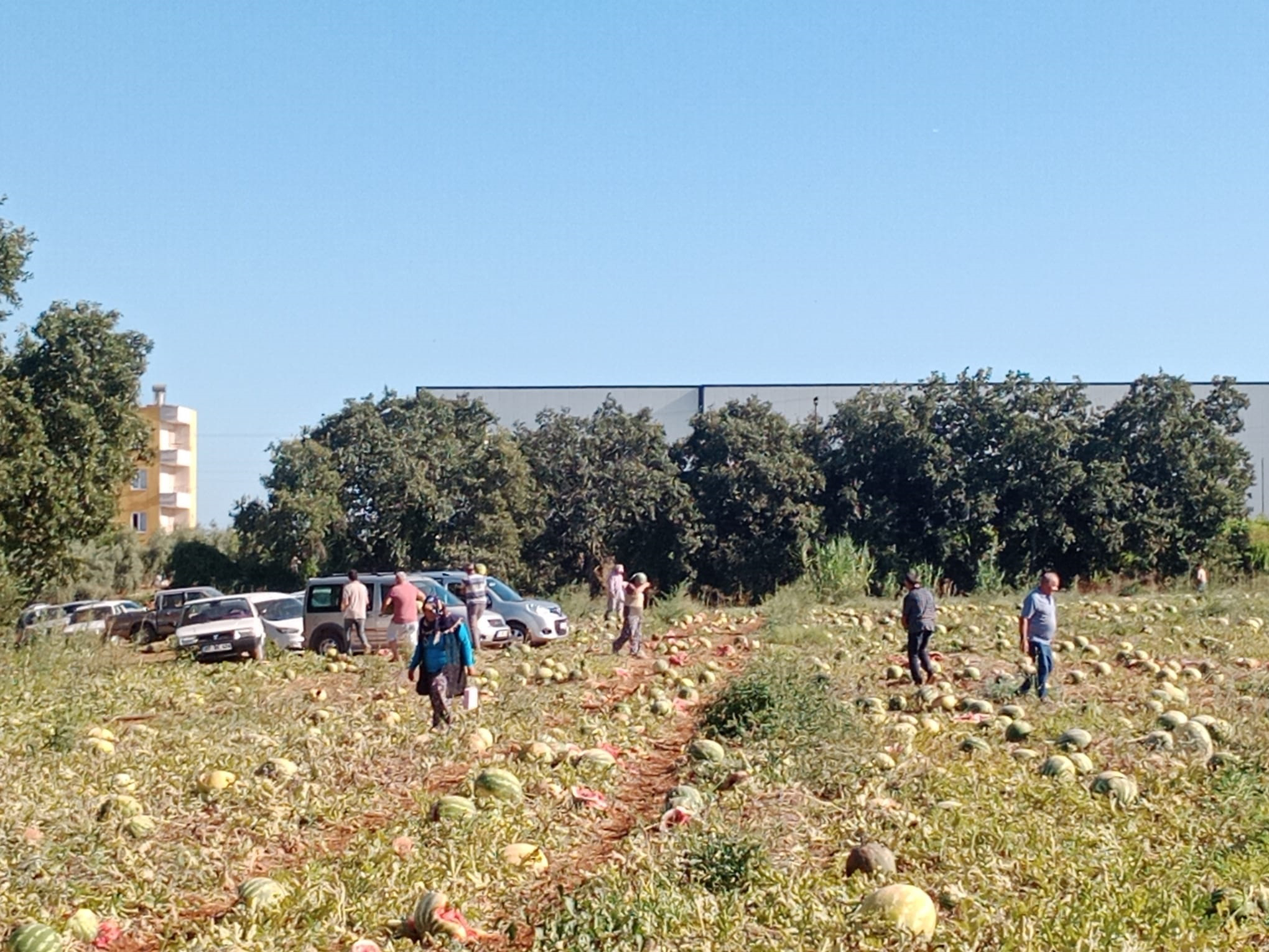 tarladaki-120-ton-karpuzunu-hayrina-dagi-811706-240377.jpg